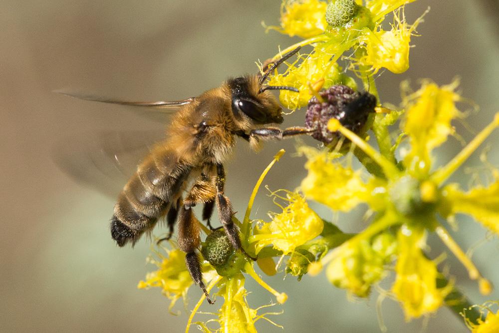  Andrena Fabricius, 1775