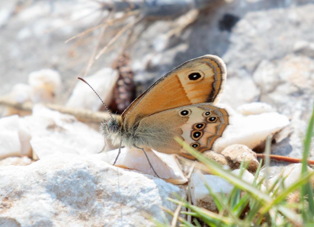 Fadet des garrigues (Le), Palémon (Le), Doré (Le) Coenonympha dorus (Esper, 1782)