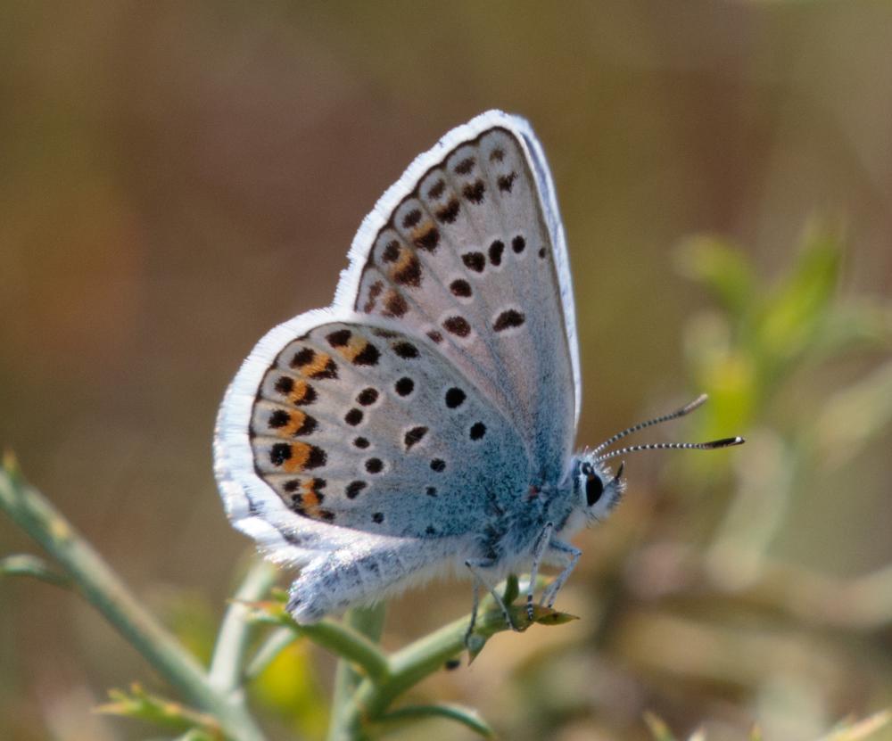 Azuré de l'Ajonc (L'), Argus bleu-violet (L'), Arg Plebejus argus (Linnaeus, 1758)