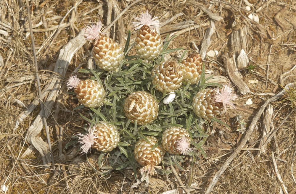 Pomme-de-pin Rhaponticum coniferum (L.) Greuter, 2003