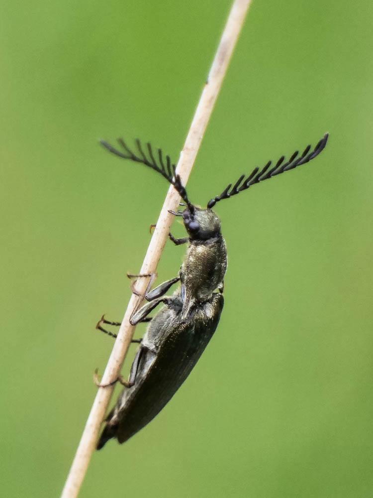 Taupin brun cuivreux Ctenicera pectinicornis (Linnaeus, 1758)