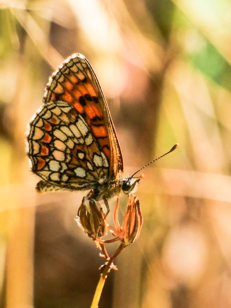 Mélitée du Mélampyre (La), Damier Athalie (Le) Melitaea athalia (Rottemburg, 1775)