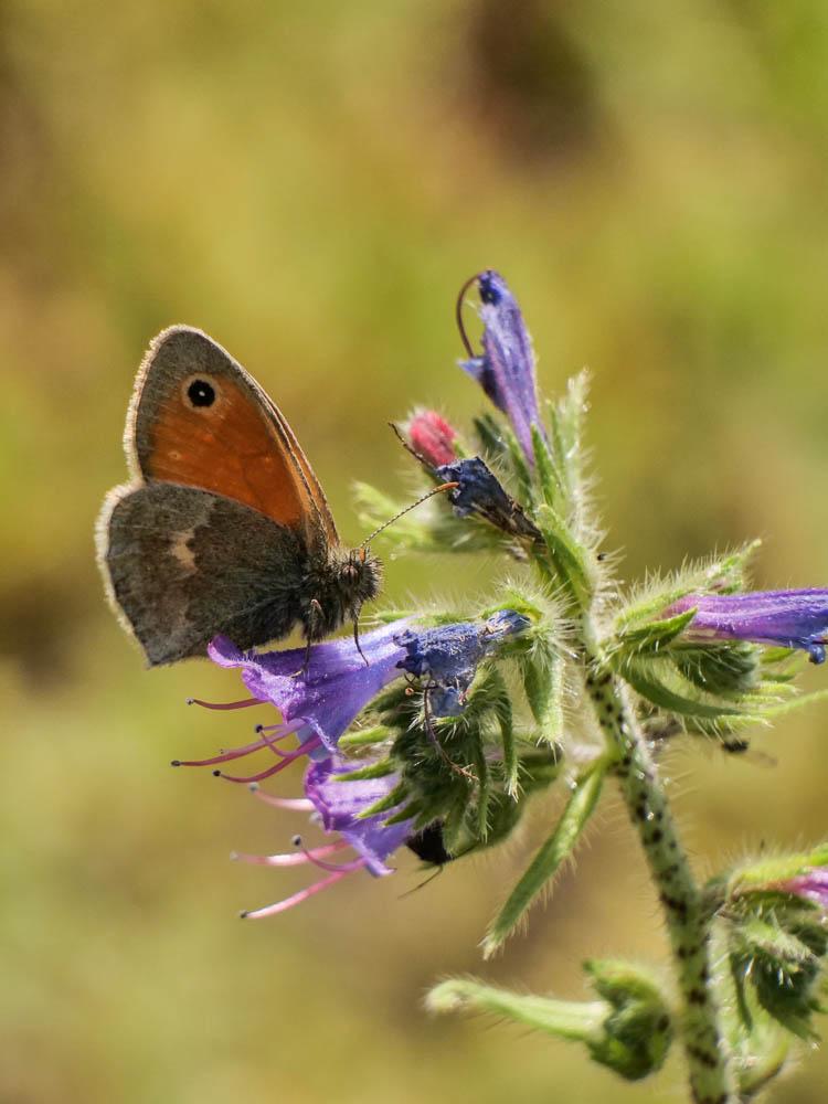 Fadet commun (Le), Procris (Le), Petit Papillon de Coenonympha pamphilus (Linnaeus, 1758)