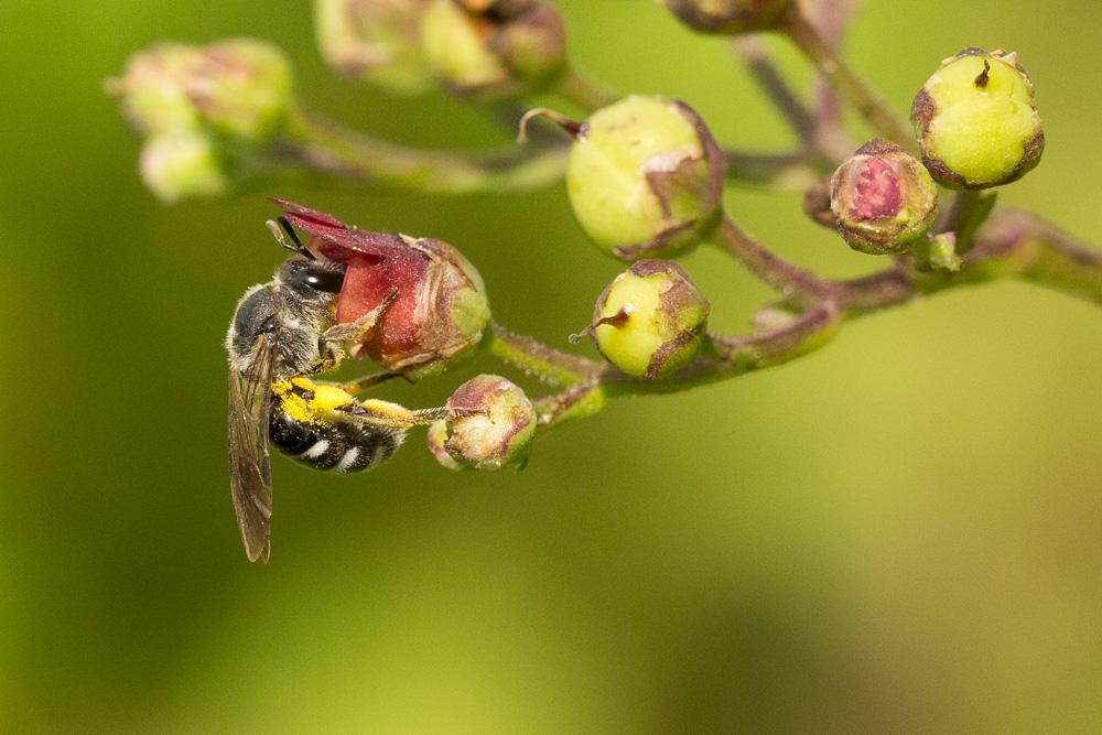 Lasioglossum Curtis, 1833