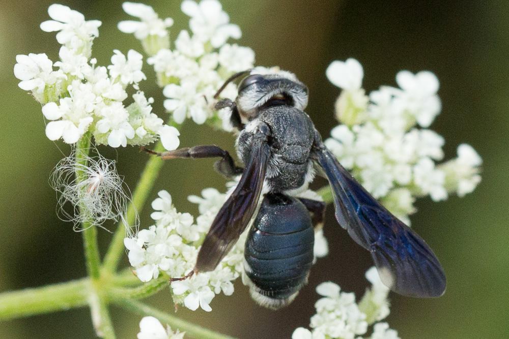  Andrena asperrima Pérez, 1895