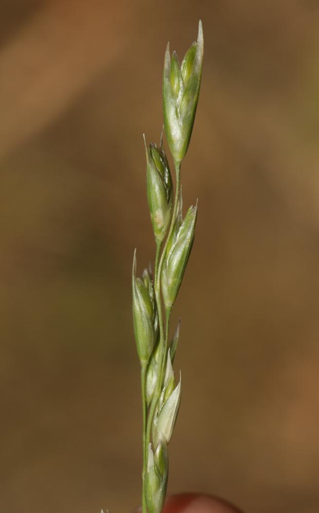 La Danthonie, Sieglingie retombante Danthonia decumbens (L.) DC., 1805