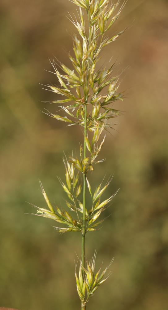 Trisète commune, Avoine dorée Trisetum flavescens (L.) P.Beauv., 1812