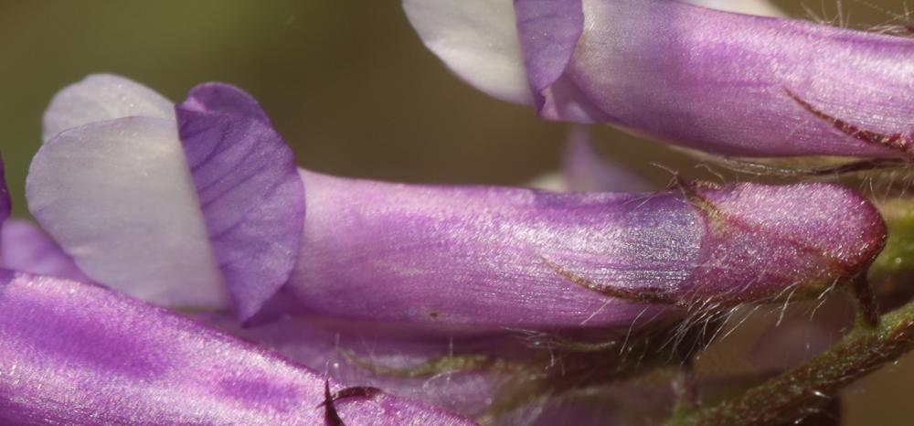 Vesce velue, Vesce des sables Vicia villosa Roth, 1793