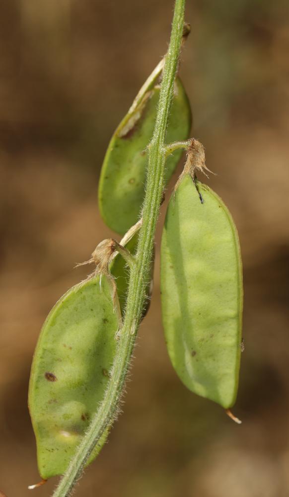 Vesce velue, Vesce des sables Vicia villosa Roth, 1793