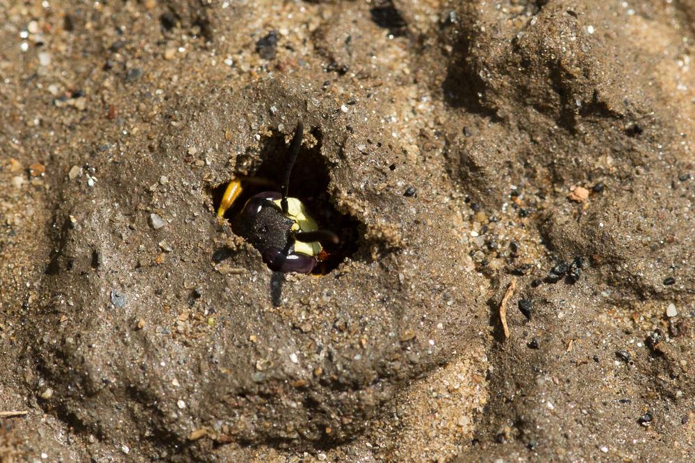 Philanthus triangulum (Fabricius, 1775)