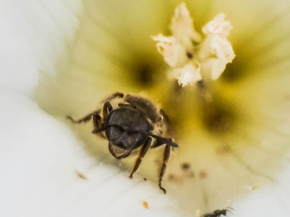 Lasioglossum Curtis, 1833