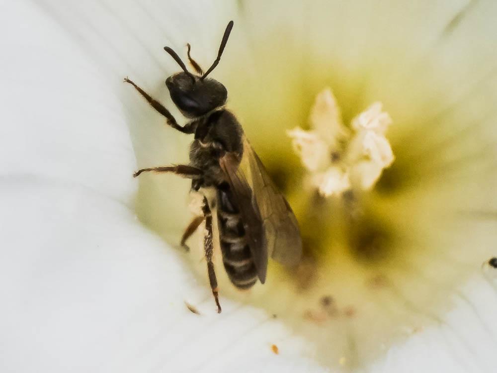 Lasioglossum Curtis, 1833