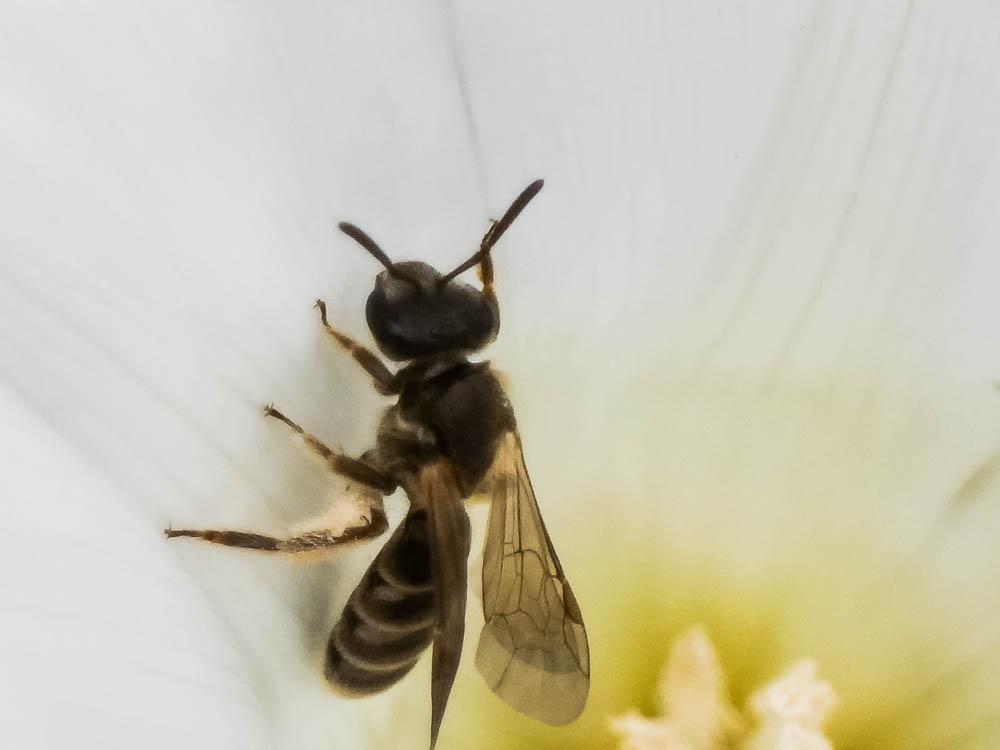  Lasioglossum Curtis, 1833