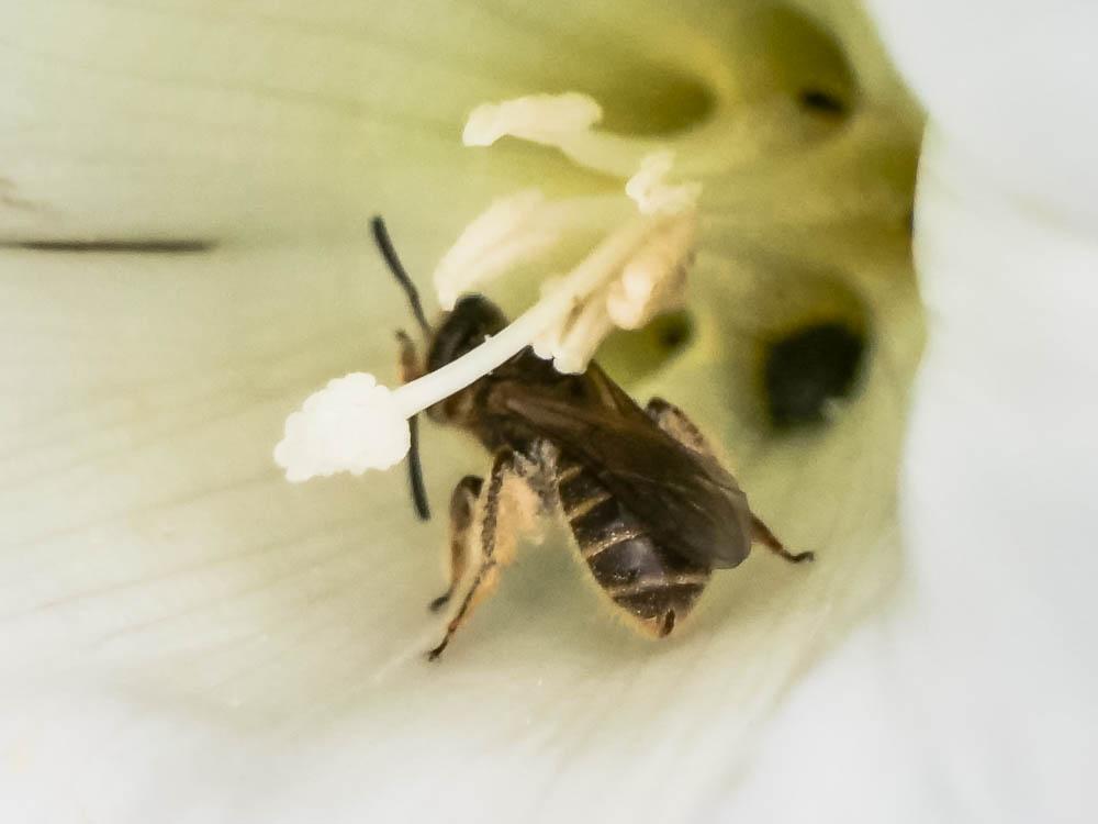  Lasioglossum Curtis, 1833
