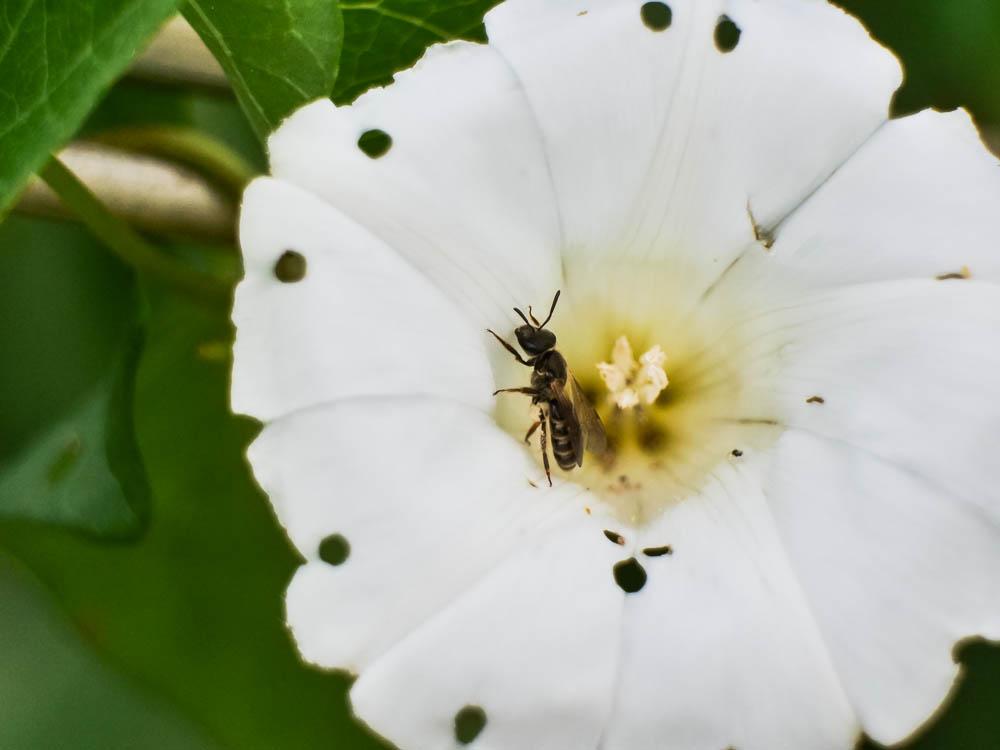  Lasioglossum Curtis, 1833