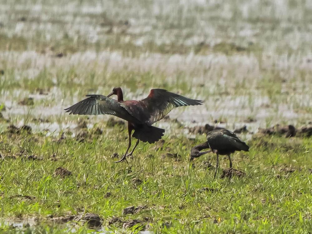 Ibis falcinelle Plegadis falcinellus (Linnaeus, 1766)