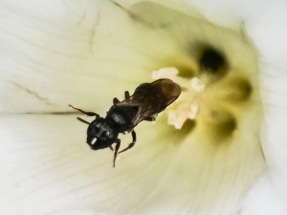Ceratine commune Ceratina cucurbitina (Rossi, 1792)