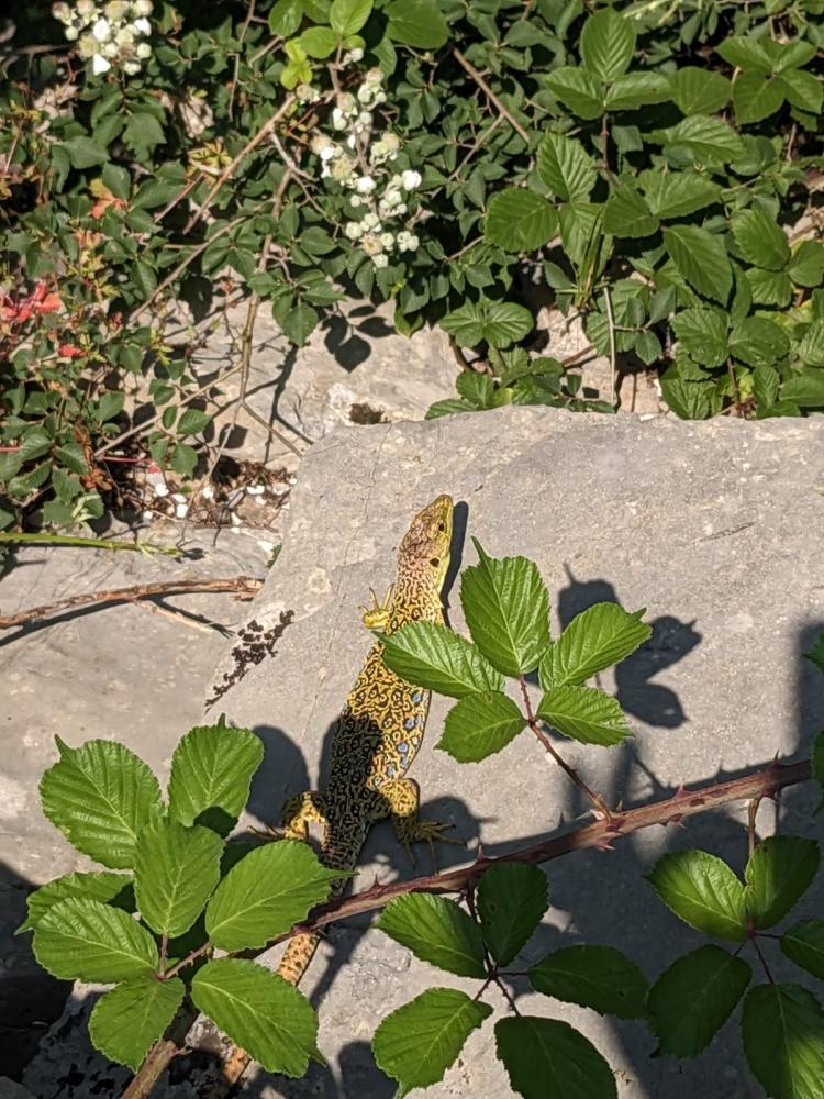 Lézard ocellé Timon lepidus (Daudin, 1802)