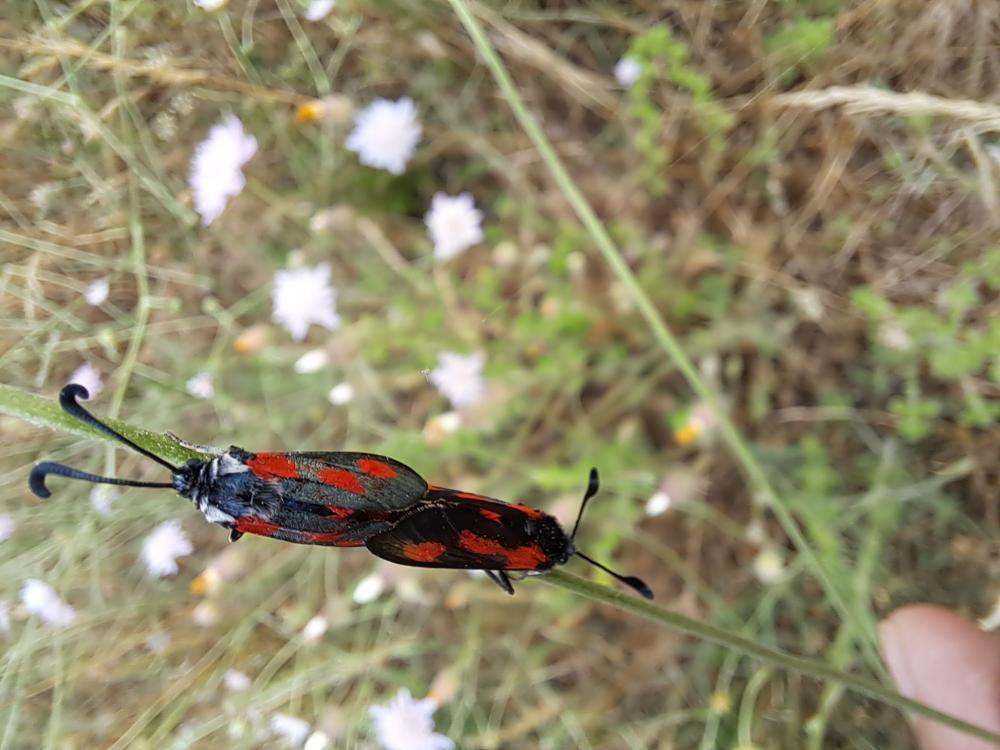 Zygène du Panicaut (La) Zygaena sarpedon (Hübner, 1790)
