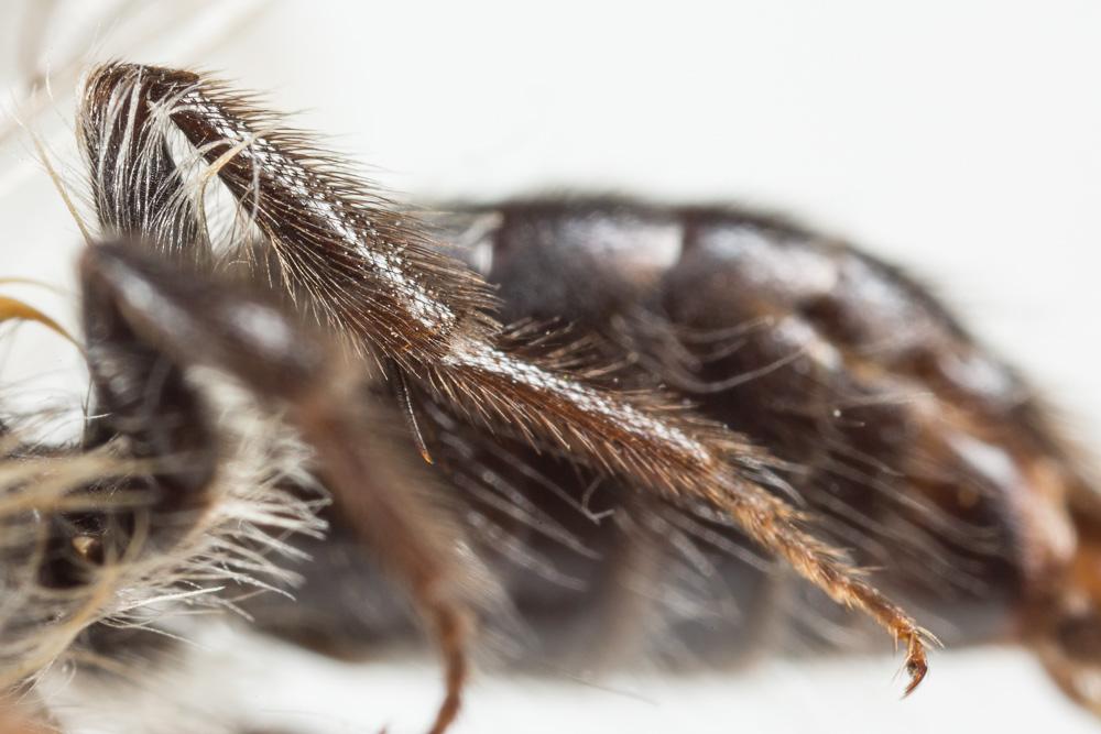 Andrena cineraria (Linnaeus, 1758)