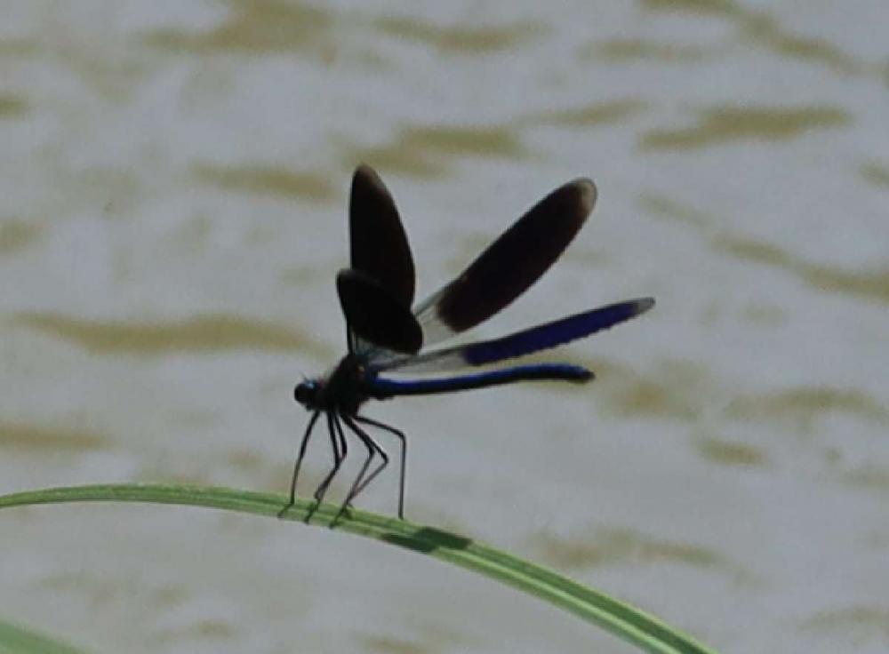Caloptéryx éclatant Calopteryx splendens (Harris, 1780)