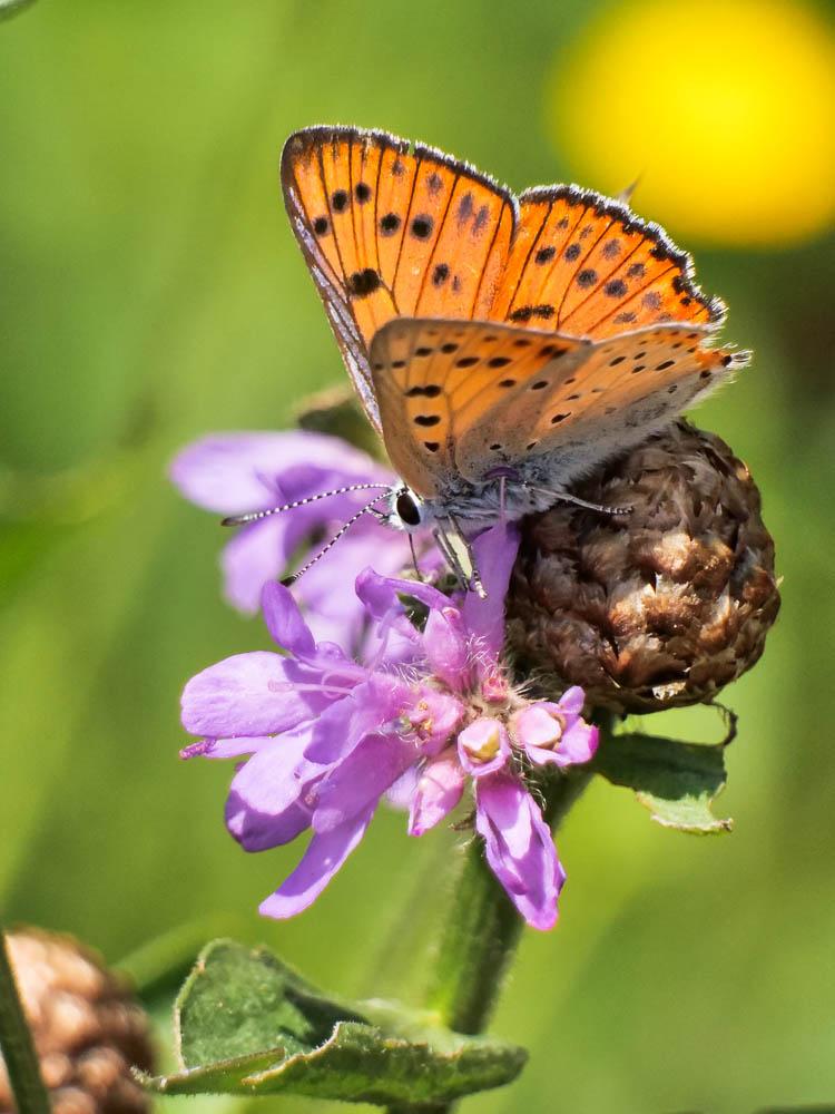 Cuivré flambloyant (Le) Lycaena alciphron gordius (Sulzer, 1776)