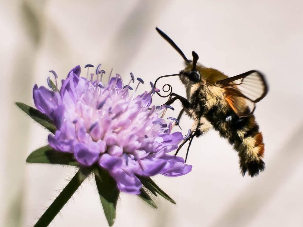 Sphinx-Bourdon (Le), Sphinx de la Scabieuse (Le) Hemaris tityus (Linnaeus, 1758)