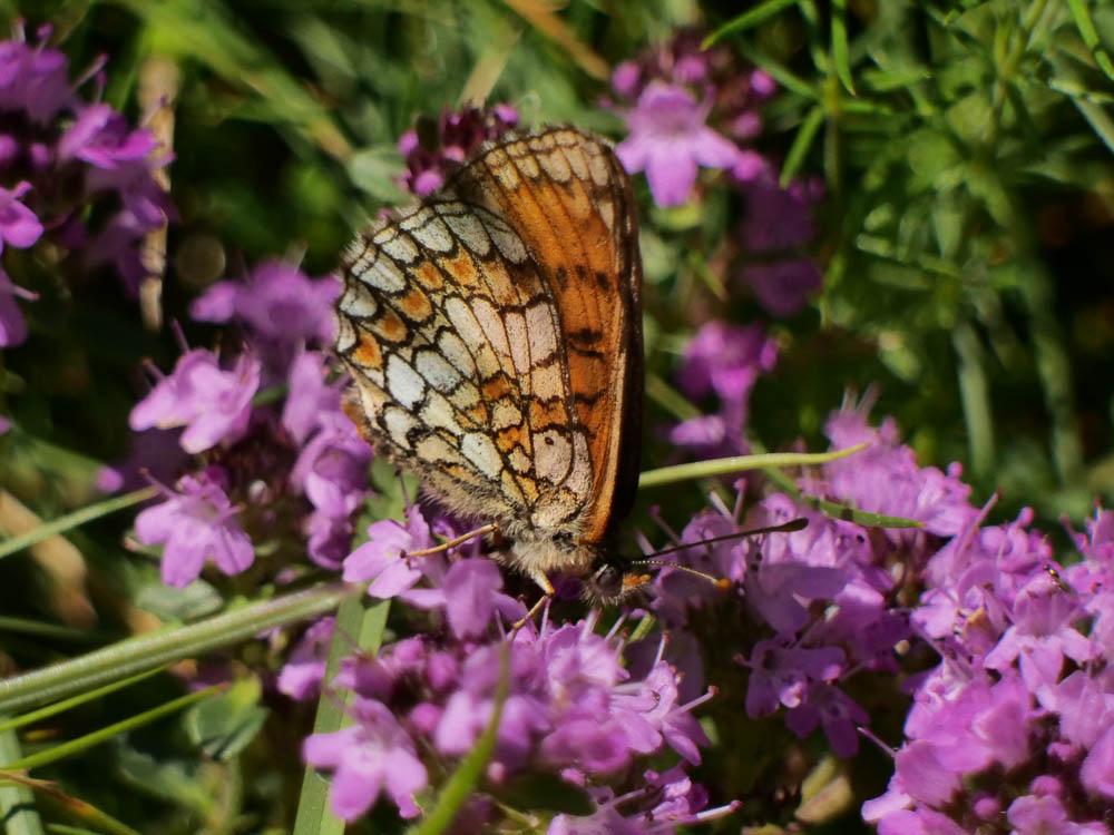 Melitaea Fabricius, 1807
