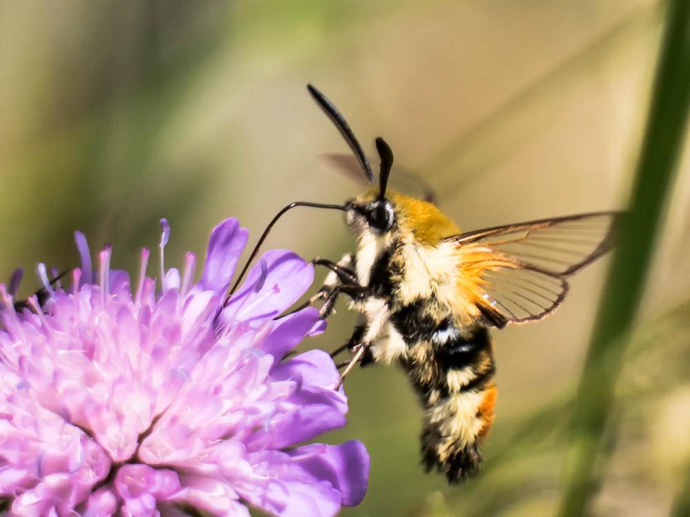 Sphinx-Bourdon (Le), Sphinx de la Scabieuse (Le) Hemaris tityus (Linnaeus, 1758)