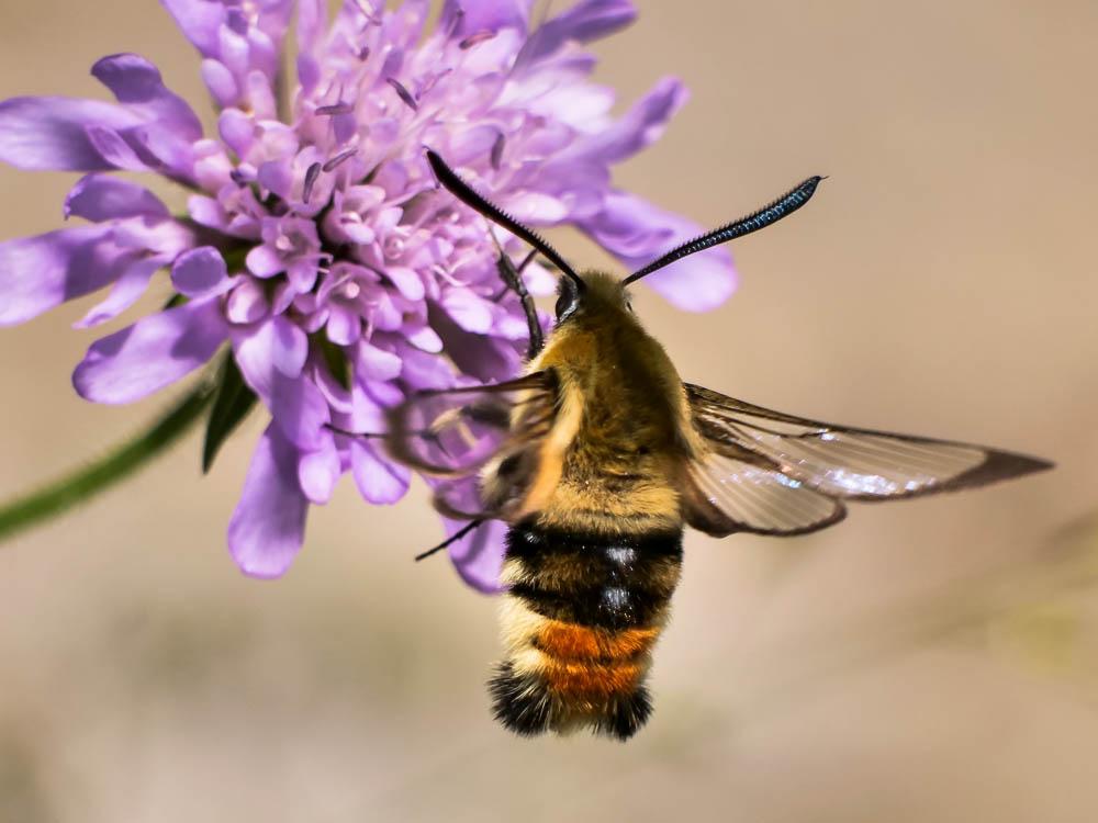Sphinx-Bourdon (Le), Sphinx de la Scabieuse (Le) Hemaris tityus (Linnaeus, 1758)