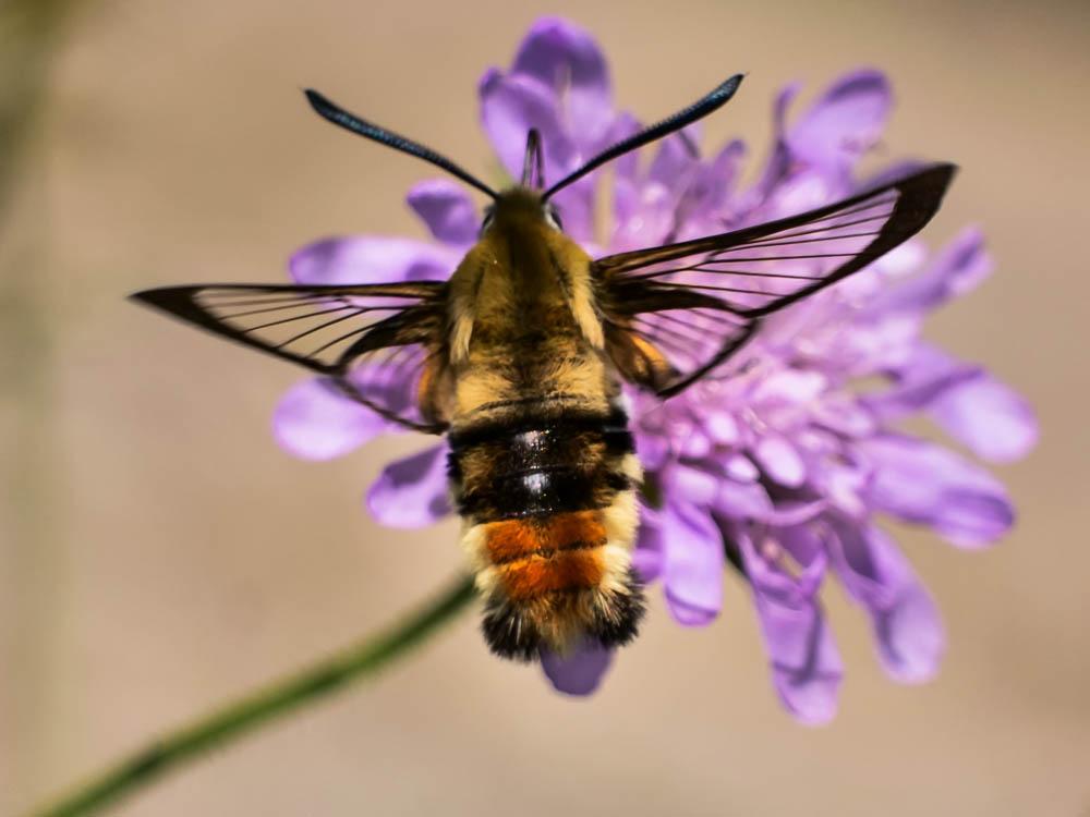 Sphinx-Bourdon (Le), Sphinx de la Scabieuse (Le) Hemaris tityus (Linnaeus, 1758)