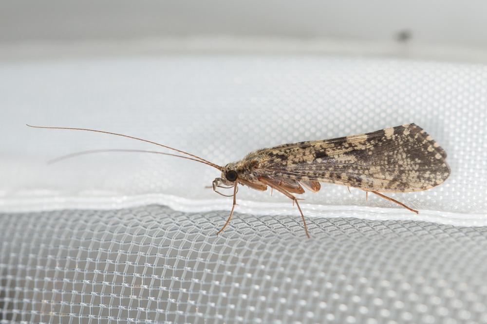  Hydropsyche Pictet, 1834
