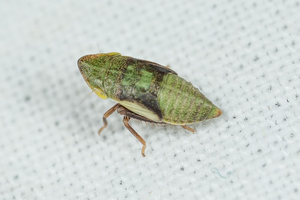  Aphrodes makarovi Zachvatkin, 1948