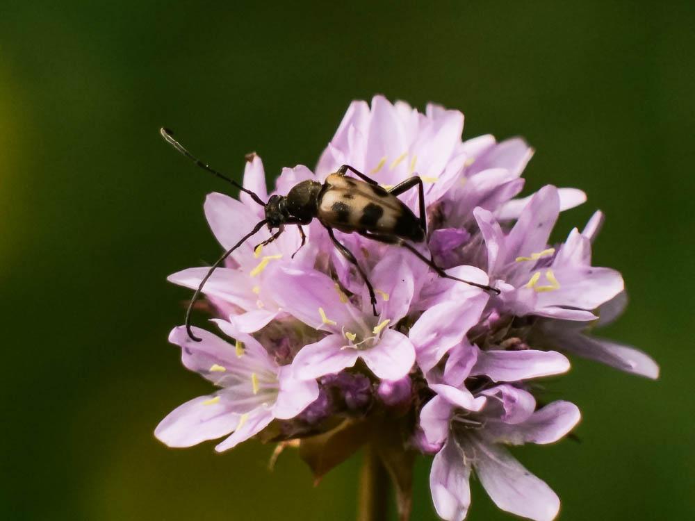 Lepture trapu Pachytodes cerambyciformis (Schrank, 1781)