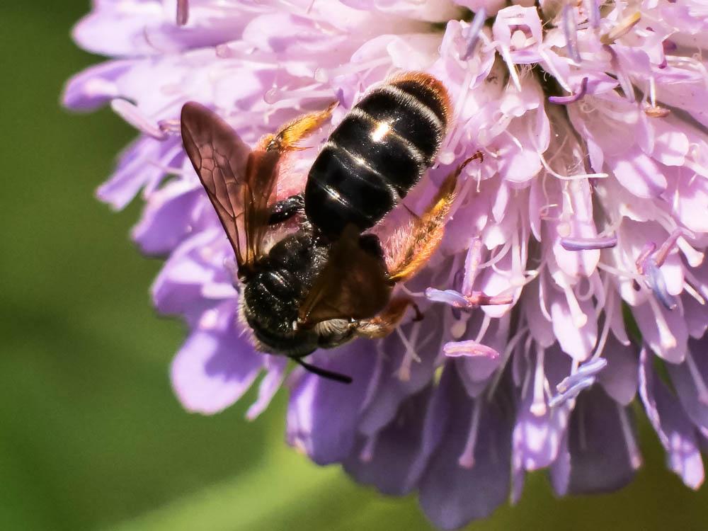 Andrène de la scabieuse Andrena hattorfiana (Fabricius, 1775)