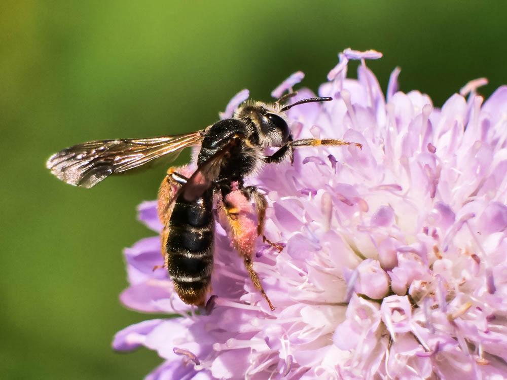 Andrène de la scabieuse Andrena hattorfiana (Fabricius, 1775)