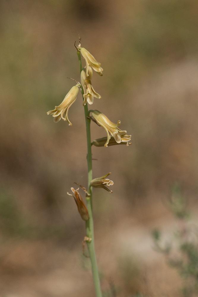 Dipcadi tardif Dipcadi serotinum (L.) Medik., 1790