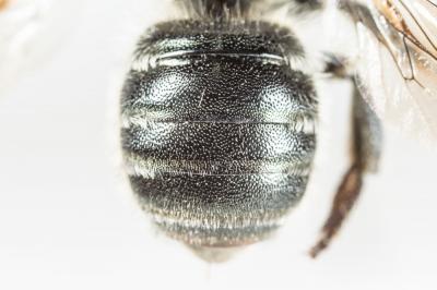  Osmia melanogaster Spinola, 1808