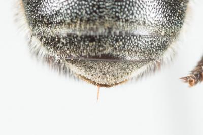  Osmia melanogaster Spinola, 1808