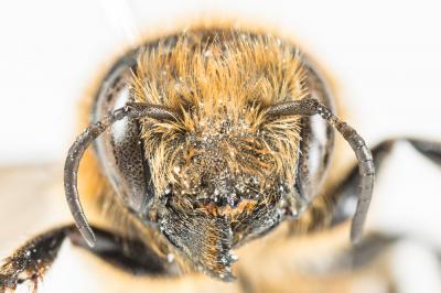  Osmia nasoproducta Ferton, 1909
