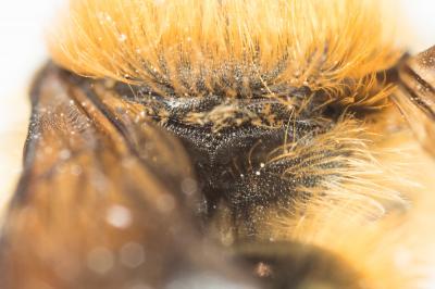  Osmia nasoproducta Ferton, 1909