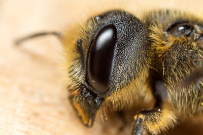  Osmia niveata (Fabricius, 1804)
