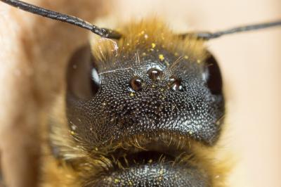  Osmia niveata (Fabricius, 1804)