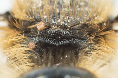  Osmia niveata (Fabricius, 1804)