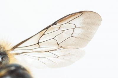  Osmia niveata (Fabricius, 1804)