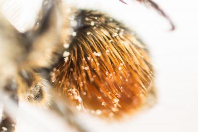  Osmia niveata (Fabricius, 1804)