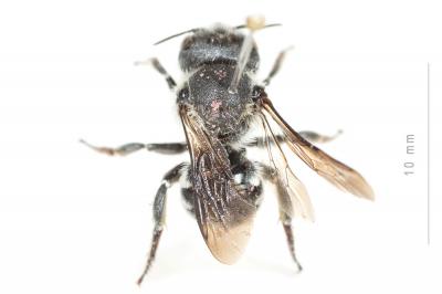  Osmia niveocincta Pérez, 1879