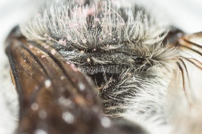  Osmia niveocincta Pérez, 1879