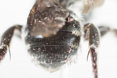  Osmia niveocincta Pérez, 1879