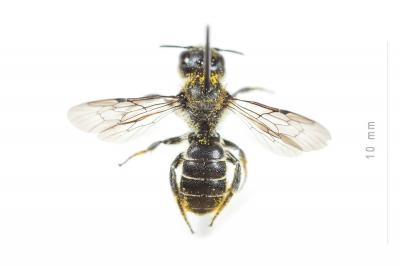  Osmia scutellaris Morawitz, 1868